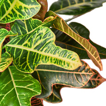 Load image into Gallery viewer, Croton &#39;Oak Leaf&#39;
