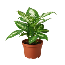 Load image into Gallery viewer, Dieffenbachia &#39;Tropic Snow&#39;
