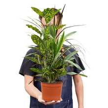 Load image into Gallery viewer, Dracaena &#39;Combo&#39;
