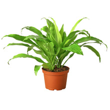 Load image into Gallery viewer, Dracaena &#39;Lime Light&#39;
