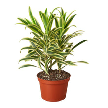 Load image into Gallery viewer, Dracaena &#39;Song of India&#39;
