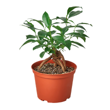 Load image into Gallery viewer, Ficus &#39;Ginseng&#39;

