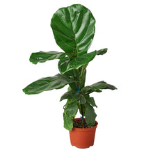 Load image into Gallery viewer, Ficus Lyrata Fiddle Leaf Fig
