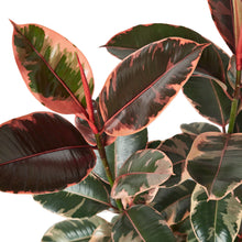 Load image into Gallery viewer, Ficus Elastica &#39;Ruby Pink&#39; - 10&quot; Pot
