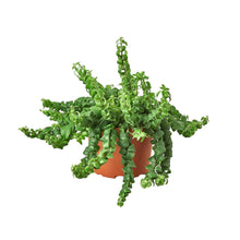 Load image into Gallery viewer, Curly Lipstick Plant
