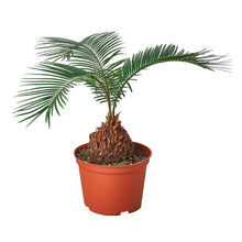 Load image into Gallery viewer, Sago Palm - In 6&quot; Pot
