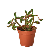 Load image into Gallery viewer, Peperomia &#39;Ruby Glow&#39;
