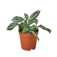 Load image into Gallery viewer, Pilea &#39;Aluminum&#39;
