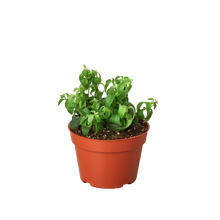 Load image into Gallery viewer, 1 Succulent Monthly Subscription Box
