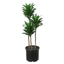 Load image into Gallery viewer, Dracaena &#39;Craigii&#39; 3-4 ft Tall - 9&quot; Pot
