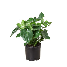 Load image into Gallery viewer, Philodendron ‘Monstera&#39; - 10&quot; Pot
