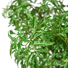 Load image into Gallery viewer, Aralia Ming Stump Plant
