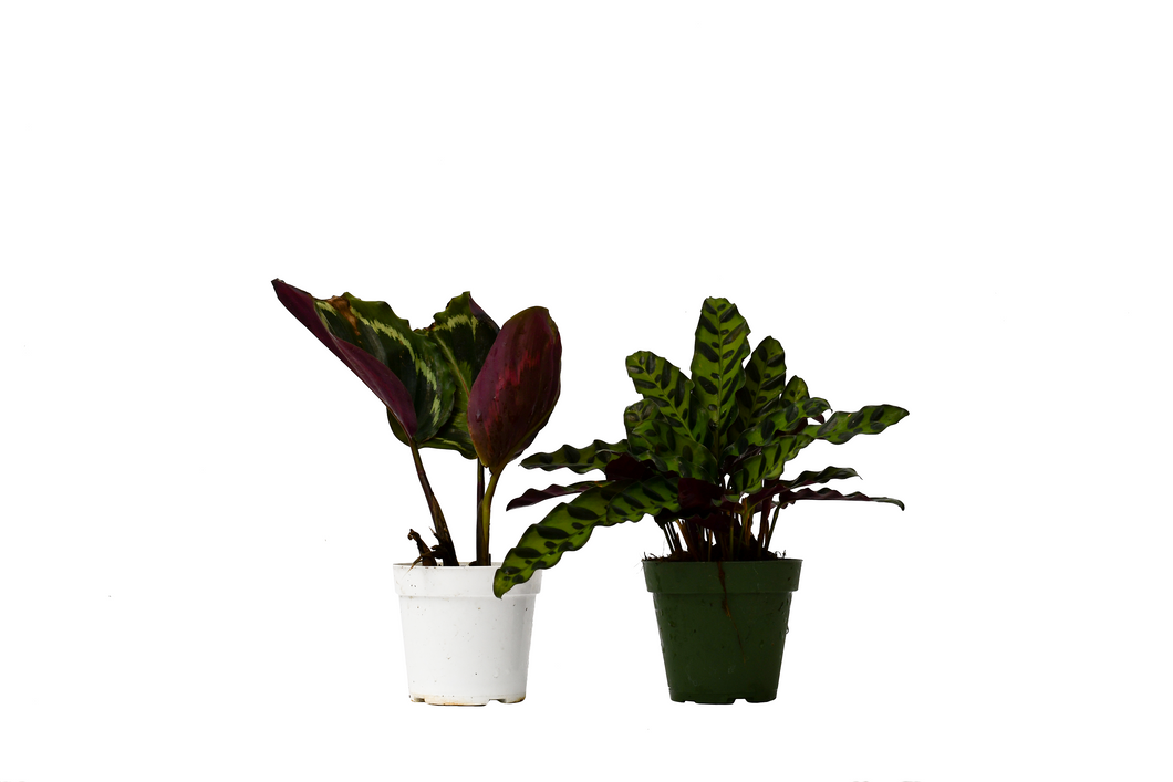 2 Calathea Plants Variety Pack in 4