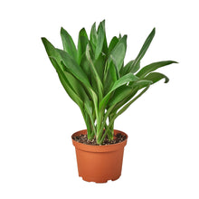 Load image into Gallery viewer, Cordyline Glauca
