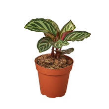 Load image into Gallery viewer, Calathea &#39;Peacock&#39;
