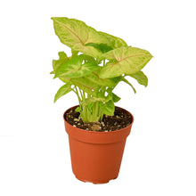 Load image into Gallery viewer, Syngonium Gold -  4&quot; Pot
