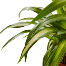 Load image into Gallery viewer, Spider Plant Hawaiian
