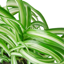 Load image into Gallery viewer, Spider Plant
