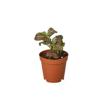 Load image into Gallery viewer, Fittonia Pink
