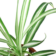 Load image into Gallery viewer, Spider Plant Reverse
