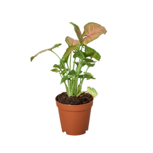Load image into Gallery viewer, Syngonium Strawberry -  4&quot; Pot
