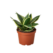 Load image into Gallery viewer, Snake Plant Black Gold
