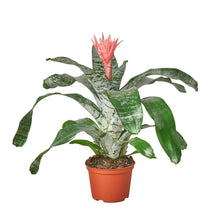 Load image into Gallery viewer, Bromeliad &#39;Silver Vase&#39;
