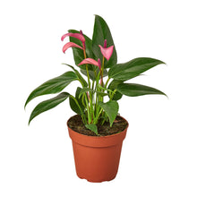 Load image into Gallery viewer, Anthurium &#39;Purple&#39;
