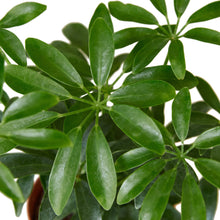 Load image into Gallery viewer, 2 Different Schefflera Plants Variety Pack - 4&quot; Pot
