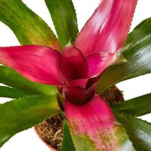 Load image into Gallery viewer, Bromeliad &#39;Donna&#39;

