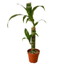 Load image into Gallery viewer, Dracaena Elegance

