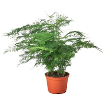 Load image into Gallery viewer, Asparagus Fern
