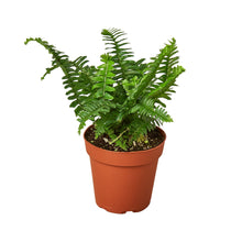 Load image into Gallery viewer, Jester&#39;s Crown Fern
