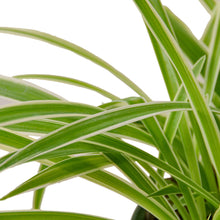 Load image into Gallery viewer, Spider Plant Reverse
