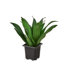 Load image into Gallery viewer, Dracaena &#39;Janet Craig&#39;
