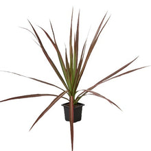 Load image into Gallery viewer, Dracaena Colorama
