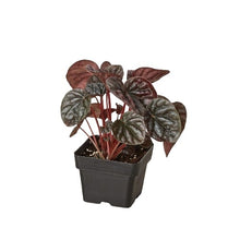 Load image into Gallery viewer, Peperomia &#39;Ripple Red&#39;
