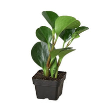 Load image into Gallery viewer, Peperomia Thailand
