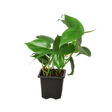 Load image into Gallery viewer, Philodendron Cordatum Heartleaf
