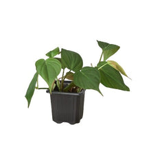 Load image into Gallery viewer, Philodendron Velvet
