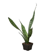 Load image into Gallery viewer, Snake Plant &#39;Zeylanica&#39;
