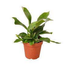 Load image into Gallery viewer, Staghorn Fern
