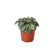 Load image into Gallery viewer, Peperomia &#39;Napoli Nights&#39; - 4&quot; Pot
