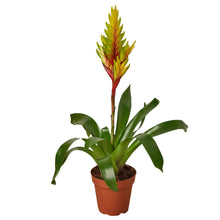 Load image into Gallery viewer, Bromeliad Vriesea &#39;Energy&#39;
