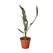 Load image into Gallery viewer, Alocasia &#39;Purple Sword&#39; - 4&quot; Pot
