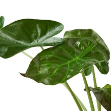 Load image into Gallery viewer, Alocasia &#39;Wentii&#39;
