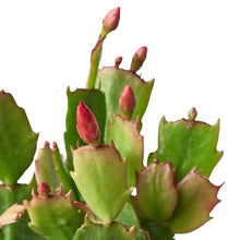 Load image into Gallery viewer, Zygocactus &#39;Christmas Cactus&#39;
