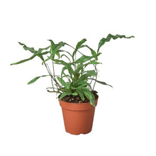 Load image into Gallery viewer, Fern &#39;Kangaroo Paw&#39;
