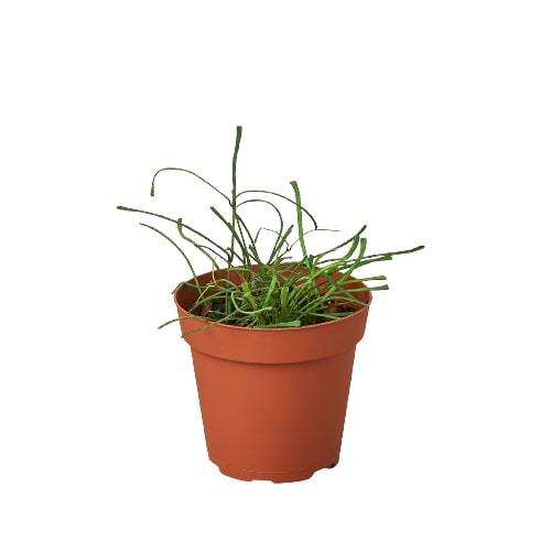 Hoya 'Grass Leafed' - 4