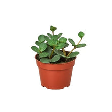 Load image into Gallery viewer, Peperomia &#39;Hope&#39; - 4&quot; Pot
